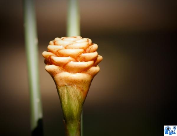 Ginger Flower